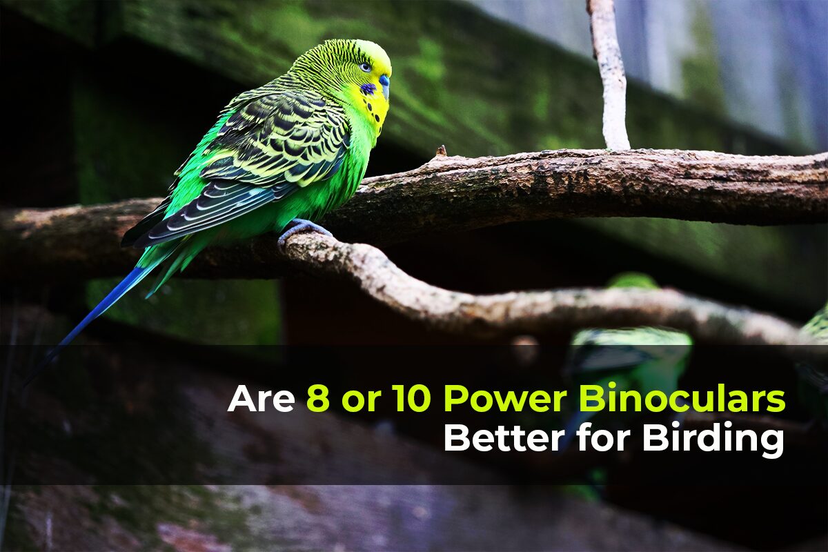 Power Binoculars Better for Birding