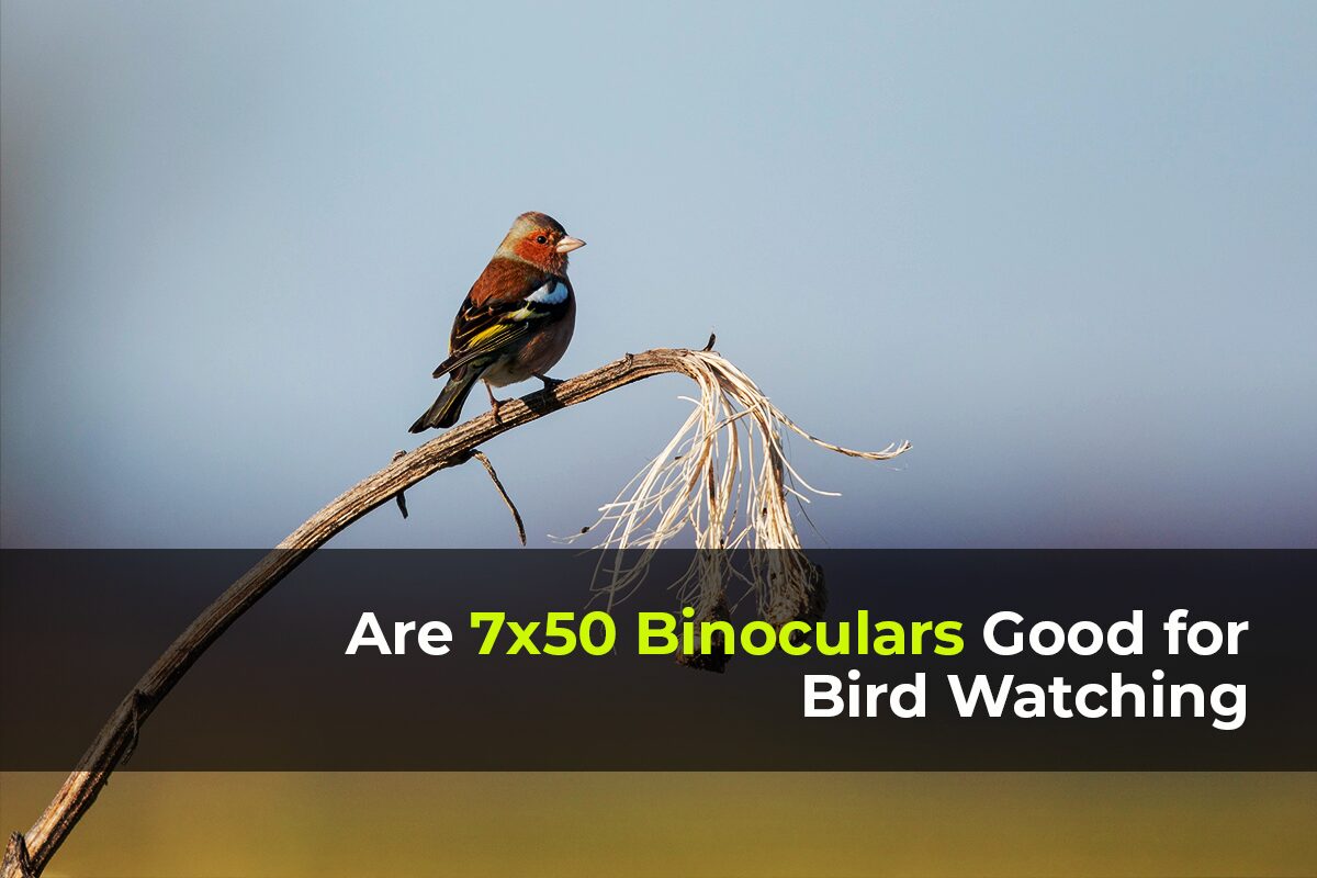 Are 7x50 Binoculars Good for Bird Watching