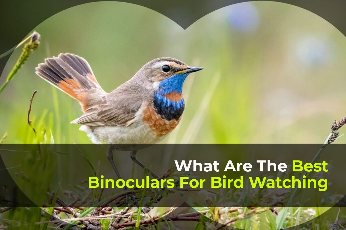 What Are The Best Binoculars For Bird-Watching?
